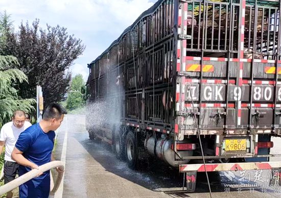 眼見一車生豬被救，長途司機李師傅終于松了口氣 (2)_副本.jpg