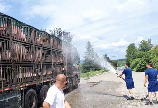 眼見一車生豬被救，長途司機李師傅終于松了口氣 (1)_副本.jpg