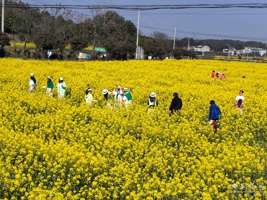 花樣經(jīng)濟(jì) 咸安2.jpg.jpg