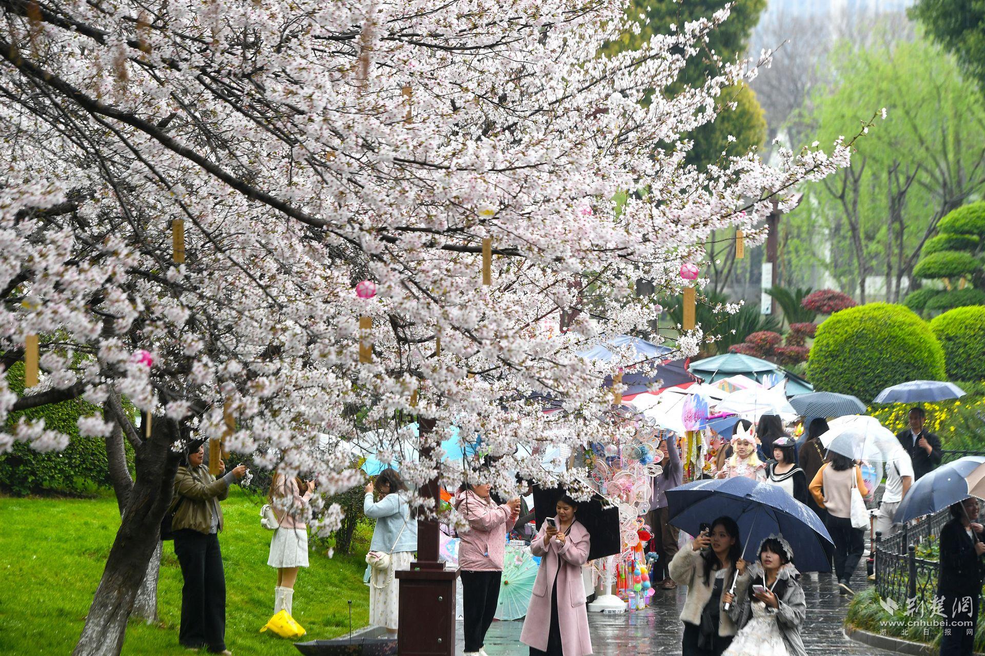 市民在堤角公園雨中賞櫻，1300余株櫻花按花期分為早、中、晚三期，紅粉白綠四色交織，花期可持續(xù)至四月上旬，游客總能找到心頭好.j
